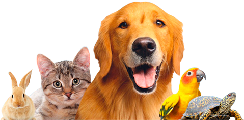 animals